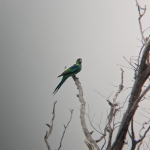 Barnardius zonarius at Terrick Terrick National Park - 7 Apr 2024 11:47 AM