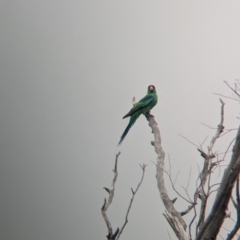 Barnardius zonarius at Terrick Terrick National Park - 7 Apr 2024 11:47 AM