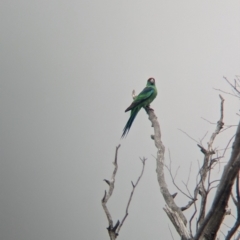 Barnardius zonarius at Terrick Terrick National Park - 7 Apr 2024