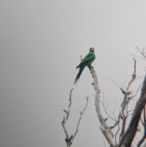 Barnardius zonarius at Terrick Terrick National Park - 7 Apr 2024 11:47 AM