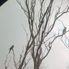 Barnardius zonarius at Terrick Terrick National Park - 7 Apr 2024 11:47 AM