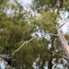 Stagonopleura guttata (Diamond Firetail) at Mitiamo, VIC - 7 Apr 2024 by Darcy