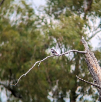 Stagonopleura guttata (Diamond Firetail) at Terrick Terrick National Park - 7 Apr 2024 by Darcy