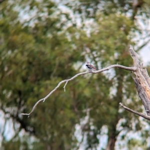 Stagonopleura guttata at Terrick Terrick National Park - suppressed