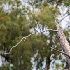 Stagonopleura guttata at Terrick Terrick National Park - suppressed