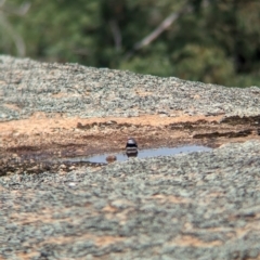 Stagonopleura guttata at Terrick Terrick National Park - suppressed