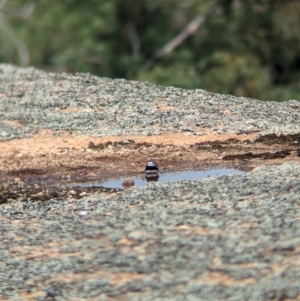 Stagonopleura guttata at Terrick Terrick National Park - 7 Apr 2024