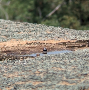 Stagonopleura guttata at Terrick Terrick National Park - suppressed