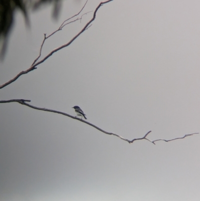 Melanodryas cucullata cucullata (Hooded Robin) at Terrick Terrick National Park - 7 Apr 2024 by Darcy