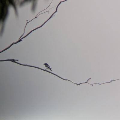 Melanodryas cucullata cucullata (Hooded Robin) at Terrick Terrick, VIC - 7 Apr 2024 by Darcy