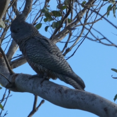 Callocephalon fimbriatum (Gang-gang Cockatoo) at Borough, NSW - 9 Apr 2024 by Paul4K