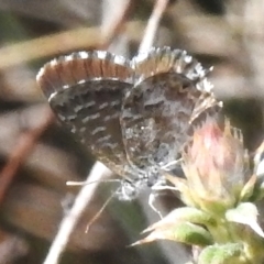 Theclinesthes serpentata (Saltbush Blue) at Booth, ACT - 30 Mar 2024 by JohnBundock