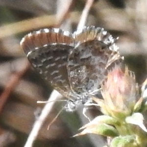 Theclinesthes serpentata at Namadgi National Park - 30 Mar 2024 12:55 PM