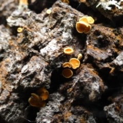 Unidentified Cap, gills below, no stem & usually on wood [stemless mushrooms & the like] at Borough, NSW - 9 Apr 2024 by Paul4K