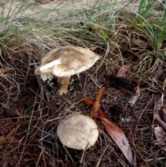 Amanita sp. (Amanita sp.) at QPRC LGA - 10 Apr 2024 by Paul4K