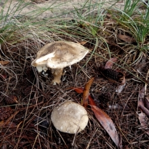 Amanita sp. at QPRC LGA - suppressed