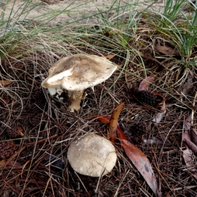 Macrolepiota sp. at Boro - 9 Apr 2024 by Paul4K