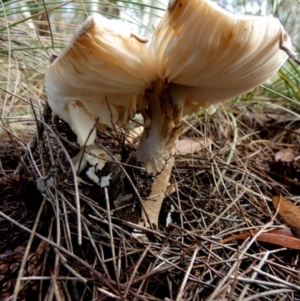 Amanita sp. at QPRC LGA - suppressed