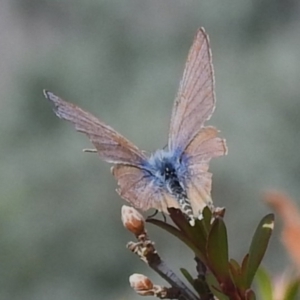 Theclinesthes miskini at Namadgi National Park - 30 Mar 2024 01:26 PM