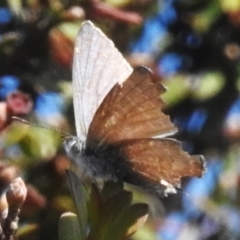 Theclinesthes miskini at Namadgi National Park - 30 Mar 2024 01:26 PM