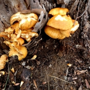 Gymnopilus junonius at QPRC LGA - 10 Apr 2024