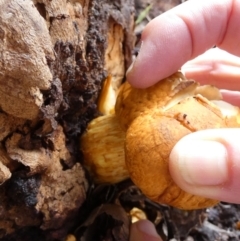 Gymnopilus junonius at QPRC LGA - 10 Apr 2024