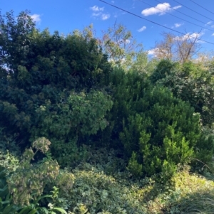 Hedera sp. (helix or hibernica) at Mount Majura - 10 Apr 2024