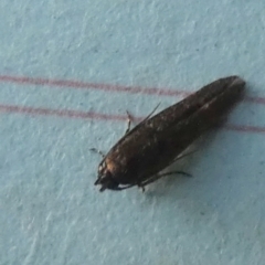 Blastobasis (genus) at QPRC LGA - 11 Apr 2024