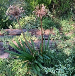 Agapanthus praecox subsp. orientalis at Mount Majura - 10 Apr 2024