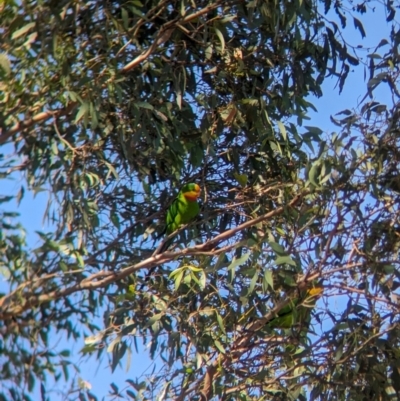 Polytelis swainsonii (Superb Parrot) at Moorwatha, NSW - 10 Apr 2024 by Darcy