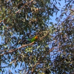 Polytelis swainsonii at Moorwatha, NSW - 10 Apr 2024