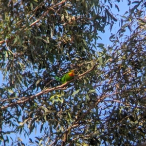 Polytelis swainsonii at Moorwatha, NSW - 10 Apr 2024