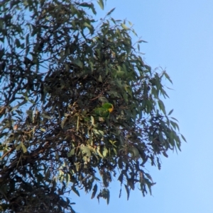 Polytelis swainsonii at Moorwatha, NSW - suppressed