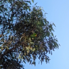 Polytelis swainsonii at Moorwatha, NSW - 10 Apr 2024