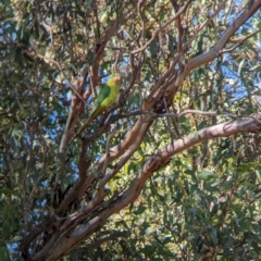 Polytelis swainsonii at Moorwatha, NSW - 10 Apr 2024