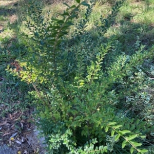 Ligustrum sinense at Mount Majura - 10 Apr 2024