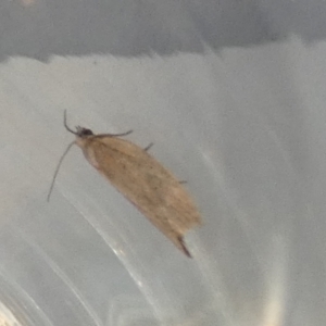 Lepidoptera unclassified ADULT moth at suppressed - 11 Apr 2024