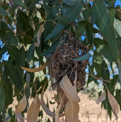 Smicrornis brevirostris (Weebill) at Bungowannah, NSW - 11 Apr 2024 by Darcy