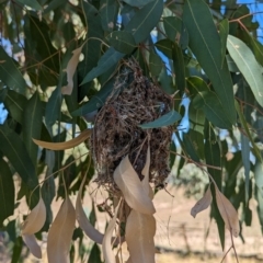 Smicrornis brevirostris at Bungowannah, NSW - suppressed