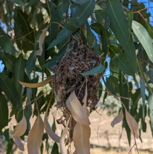 Smicrornis brevirostris at Bungowannah, NSW - suppressed