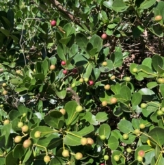 Euonymus japonicus (Evergreen Euonymus) at Hackett, ACT - 10 Apr 2024 by waltraud