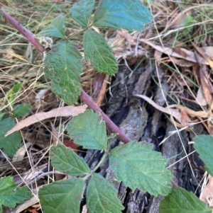 Rubus anglocandicans at Mount Majura - 10 Apr 2024