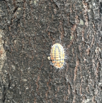 Monophlebulus sp. (genus) (Giant Snowball Mealybug) at Hackett, ACT - 4 Apr 2024 by JochenZeil