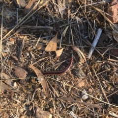 Scolopendra sp. (genus) (Centipede) at Mount Majura - 27 Mar 2024 by JochenZeil