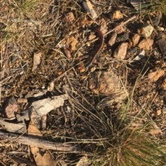 Scolopendra sp. (genus) at Mount Majura - 27 Mar 2024