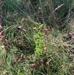 Ligustrum lucidum at Mount Majura - 10 Apr 2024 12:12 PM