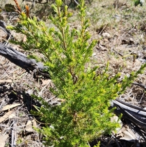 Erica lusitanica at Mount Taylor - 11 Apr 2024 11:27 AM