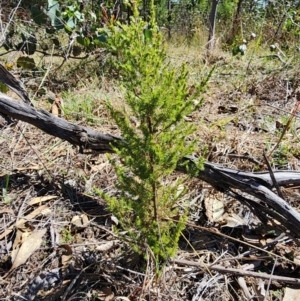 Erica lusitanica at Mount Taylor - 11 Apr 2024 11:27 AM