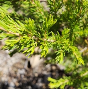 Erica lusitanica at Mount Taylor - 11 Apr 2024 11:27 AM