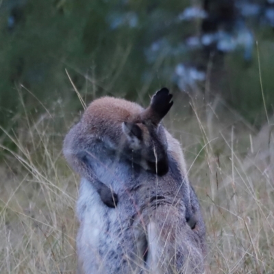 Notamacropus rufogriseus (Red-necked Wallaby) at Tidbinbilla Nature Reserve - 9 Apr 2024 by JimL